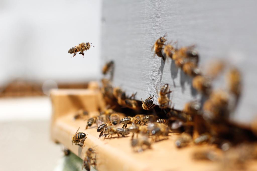 Picture of bees entering and exiting a hive